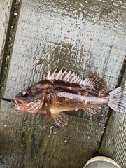 Sebastes auriculatus