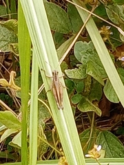 Eyprepocnemis plorans