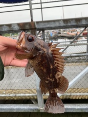 Sebastes auriculatus
