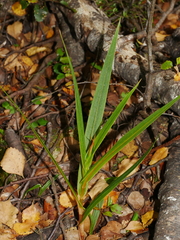 Pterostylis cardiostigma
