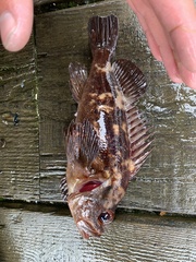 Sebastes auriculatus