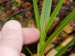 Pterostylis cardiostigma