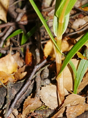 Pterostylis cardiostigma