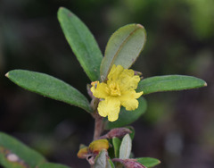 Hibbertia melhanioides