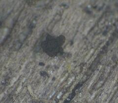 Licea minima