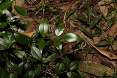 Pandorea jasminoides