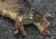 Dendrolagus lumholtzi