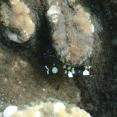 Ancylocaris brevicarpalis