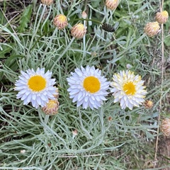 Leucochrysum