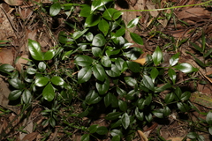 Pandorea jasminoides