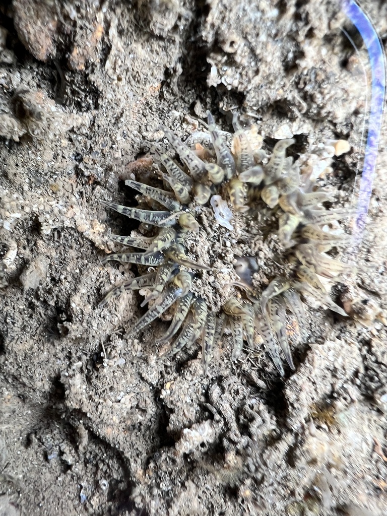 Paracondylactis hertwigi