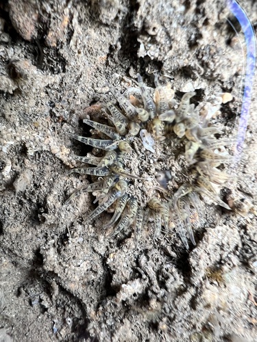 Paracondylactis hertwigi