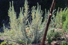 Aspalathus florifera