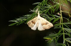 Trigonistis asthenopa