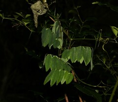 Derris involuta