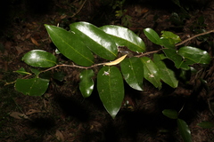 Huberantha nitidissima