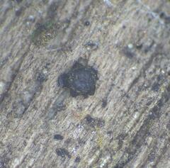 Licea minima