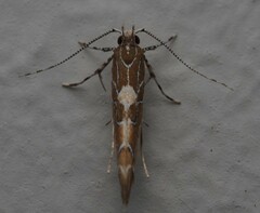 Pyroderces apparitella