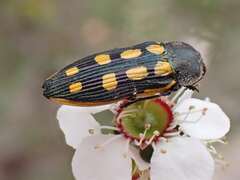 Castiarina xanthopilosa