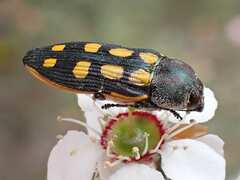 Castiarina xanthopilosa