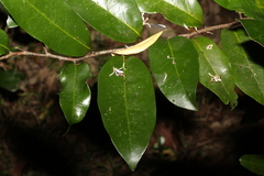 Huberantha nitidissima