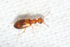 Anthicidae