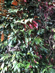 Excoecaria cochinchinensis