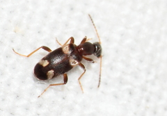 Stricticomus goebelii