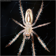 Larinia directa