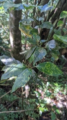 Cinnamomum insularimontanum