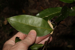 Huberantha nitidissima