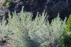 Aspalathus florifera