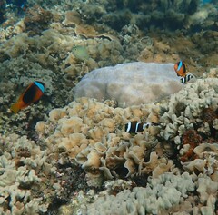 Amphiprion melanopus