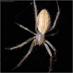 Larinia directa