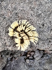 Volegalea cochlidium