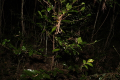 Huberantha nitidissima