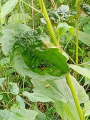Lepidoptera