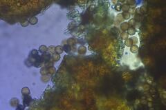 Licea minima