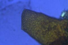 Licea minima