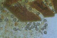 Licea minima