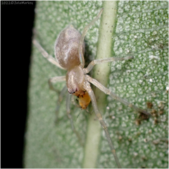 Cheiracanthium inclusum