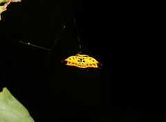 Gasteracantha quadrispinosa