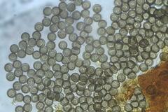 Licea minima