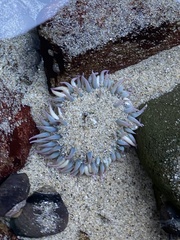 Anthopleura