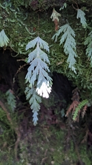 Hymenophyllum pallidum