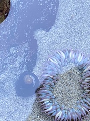 Anthopleura