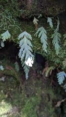 Hymenophyllum pallidum