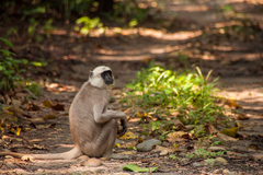Semnopithecus schistaceus