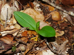 Chiloglottis cornuta