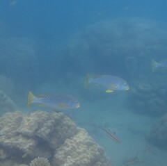 Plectorhinchus lineatus